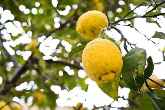 canva lemons tree MADARbYjzyk