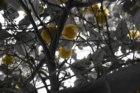 canva lemons tree MAEEPY7urms