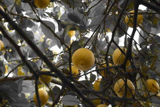 canva lemons tree MAEEPj41kzs