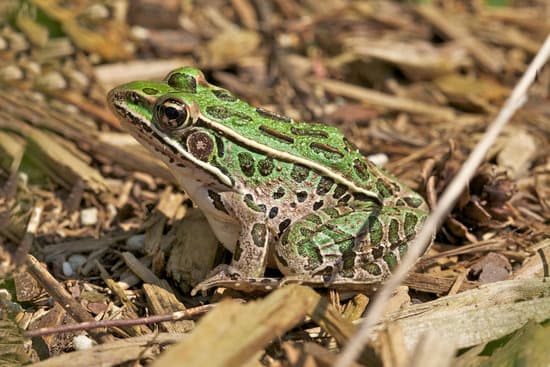 canva leopard frog MAC6CsiWpnw