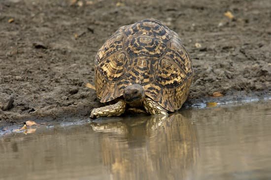 canva leopard turtle