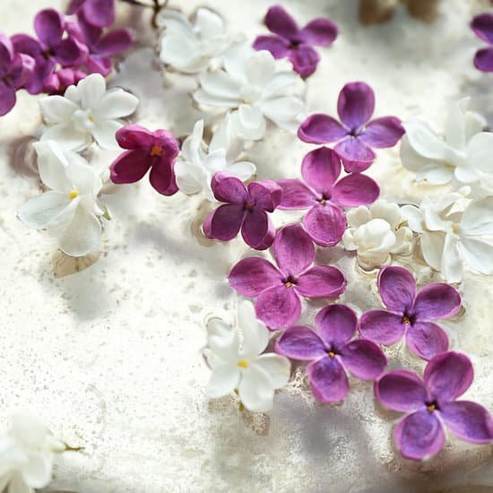 canva lilac flowers closeup MAD Qk92LL0