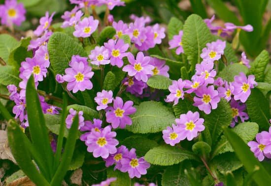 canva lilac flowers in a garden MAD 3SKtqPQ