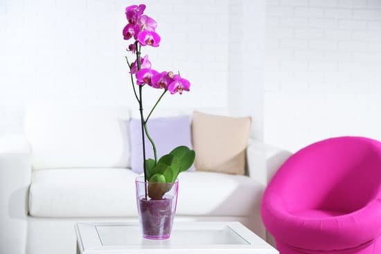 canva lilac orchid in pot on table in room MAD MbJ3r s