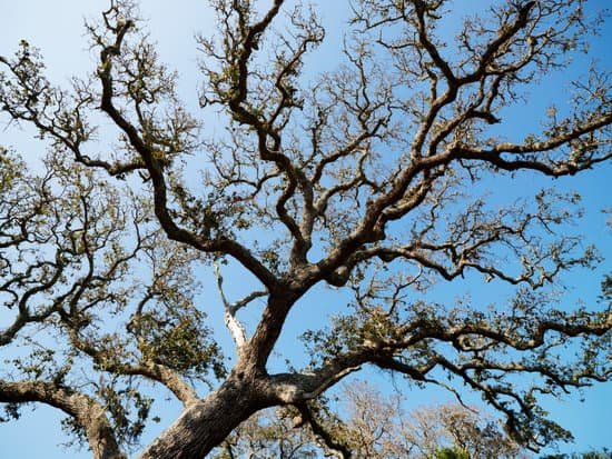 canva live oak tree MAAQUbr32tU
