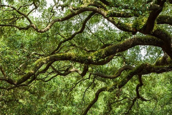 canva live oak trees MAArboMJAqk