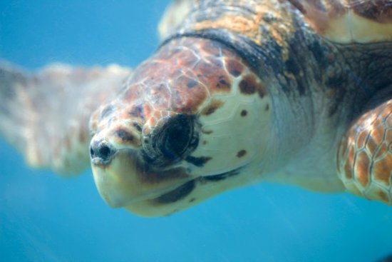 canva loggerhead turtle MADFBKENeUs