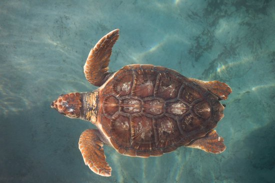 canva loggerhead turtle MADFBKLsZVs