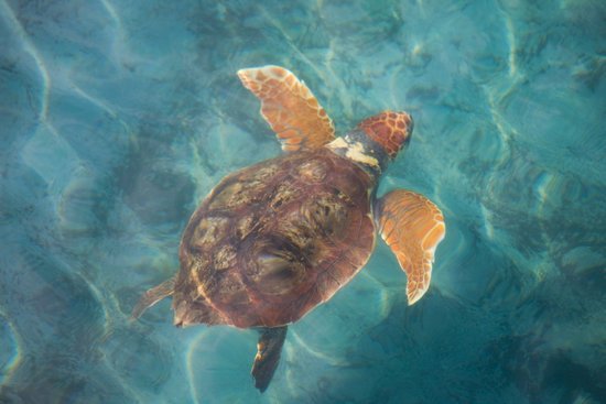 canva loggerhead turtle MADFBNnkNdQ