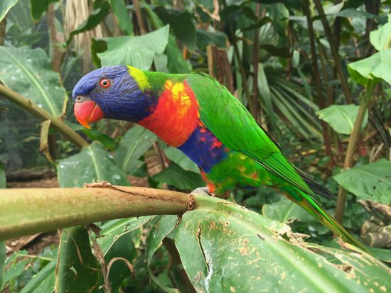 canva lorikeet parrot MADFqKM4Kpk