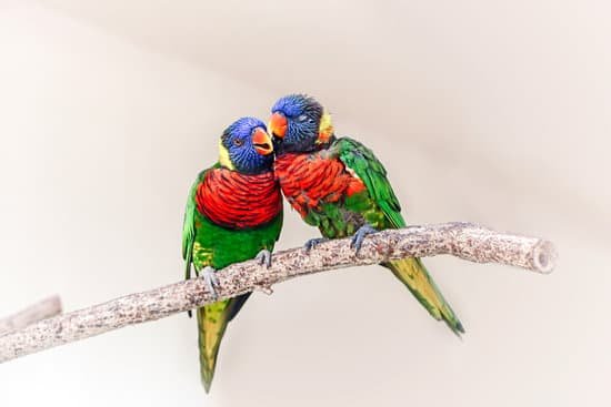 canva lorikeet parrots perched on a branch MAEEzpvqINQ