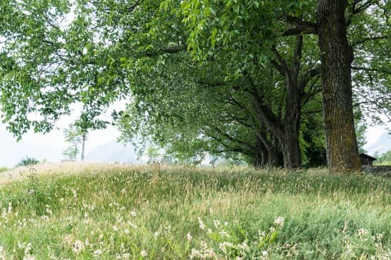 canva lovely summertimne oaks in line in a golden meadow with tall grass MAC 5 1wpdI