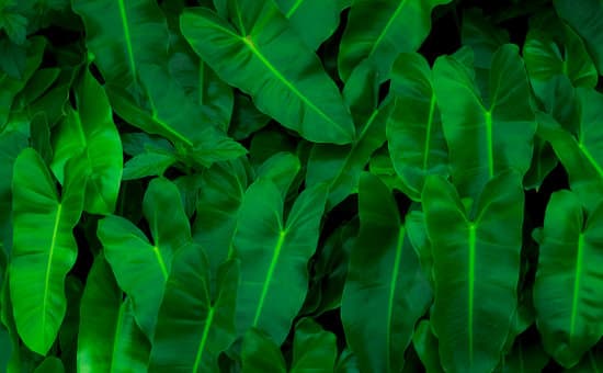 canva lush philodendron leaves MAEPzV2nb80