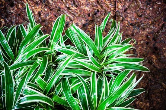 canva lush spider plant or airplane plant in the garden MADAkvYDEao