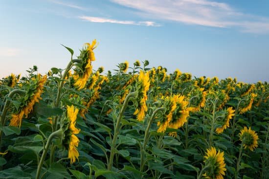 canva lush sunflower field MAEFJSffAo4