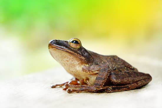 canva macro closeup of a frog MAEQjE29sq0