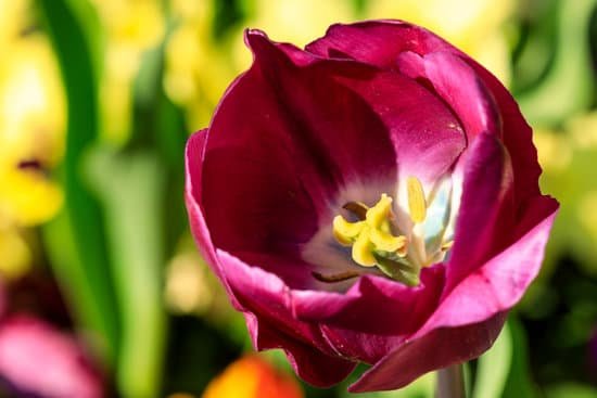 canva macro of a pink tulip MAD8WcnsAnI