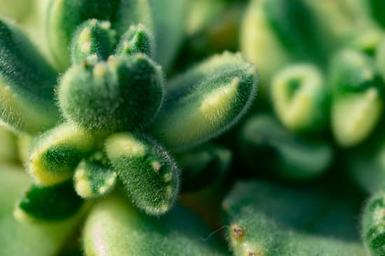 canva macro shot of a succulent MAER4DX0RKM