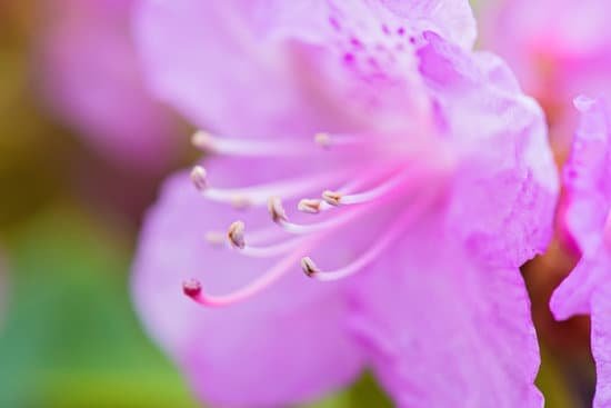 canva macro shot of fresh pink rhododendron MAD9PzRBB1w