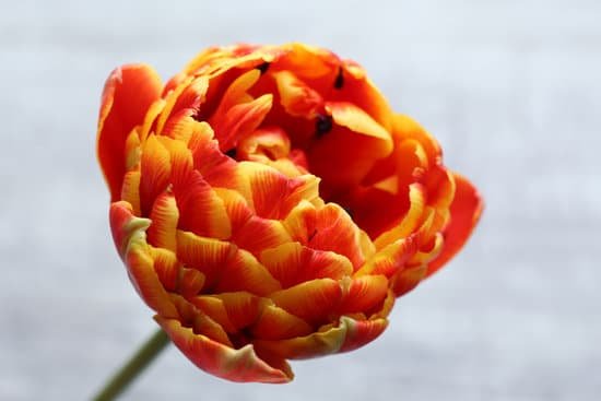 canva macro view of a red tulip MAD MWvBNjU