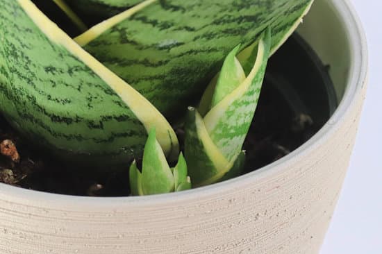 canva macro view of tiny snake plant pups growing