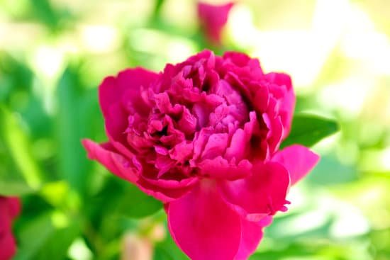 canva magenta peony flower over green leaves background MAD MUO1qJU