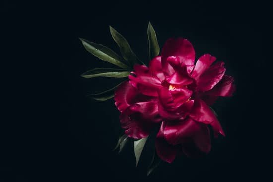 canva magenta peony in dark MAENN9XcyIM