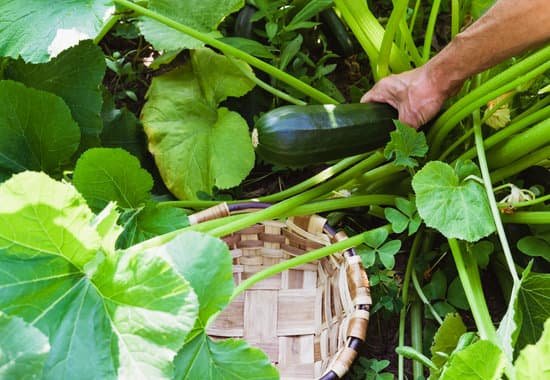 canva man harvesting zucchini MAEEg1UnHsM