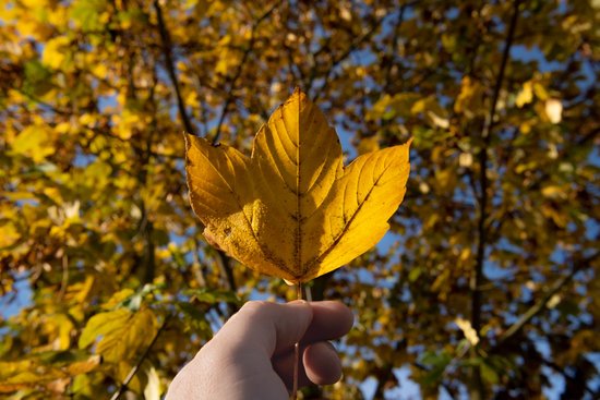 canva man holding sycamore autumn leaf