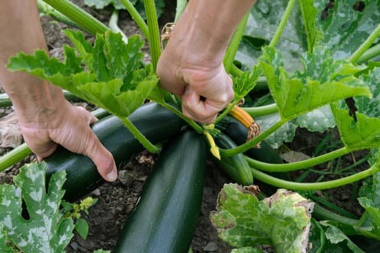 canva mans hand picking zucchini