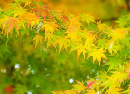 canva maple tree MAAvSB5rYHA