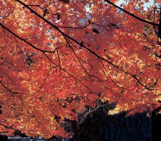 canva maple tree MAC8HZKGSY0