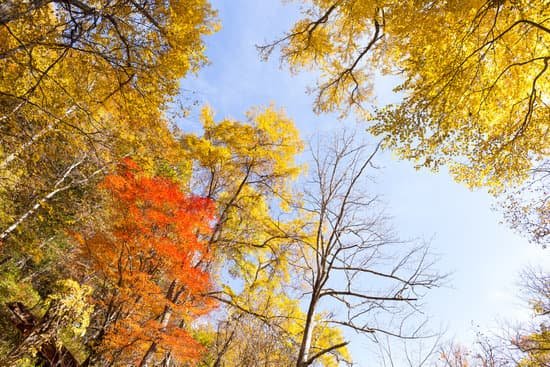 canva maple tree MACdyKYrzdY