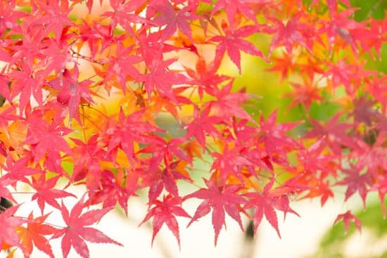 canva maple tree MAChI8jYeco