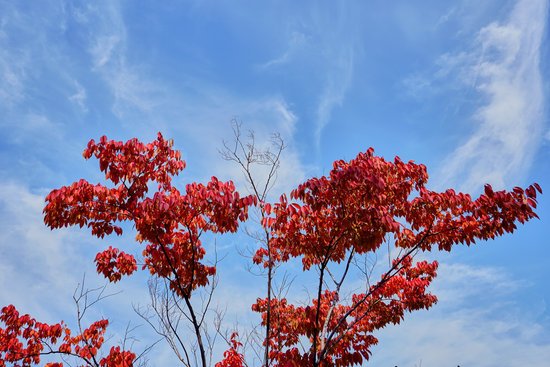 canva maple tree MADFcBCoRcY