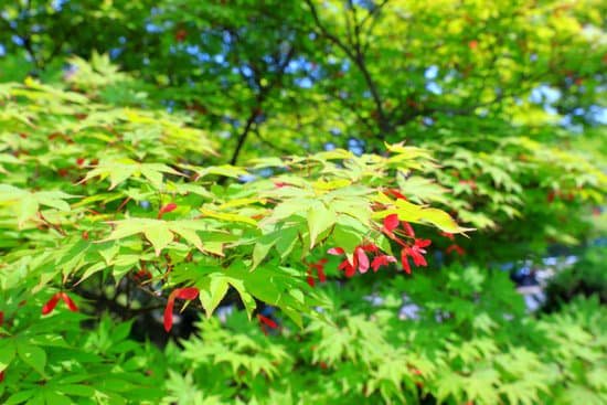 canva maple tree MADZT0fhcLA