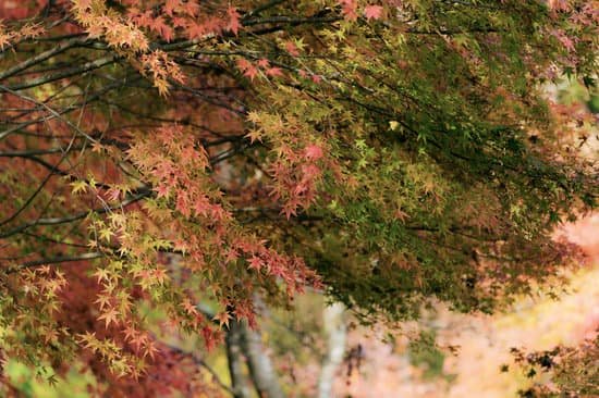 Why is my japanese maple tree dying? - JacAnswers