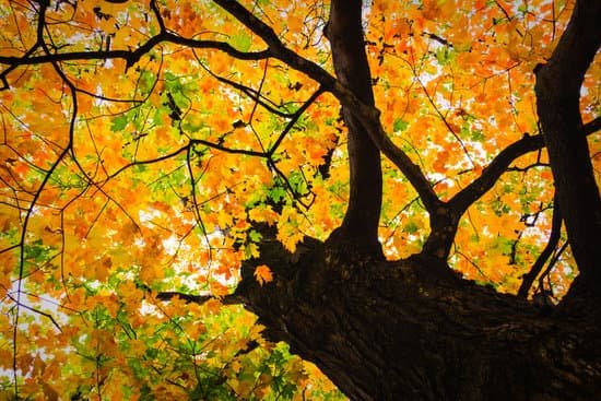 canva maple tree MAEJiqvy51o