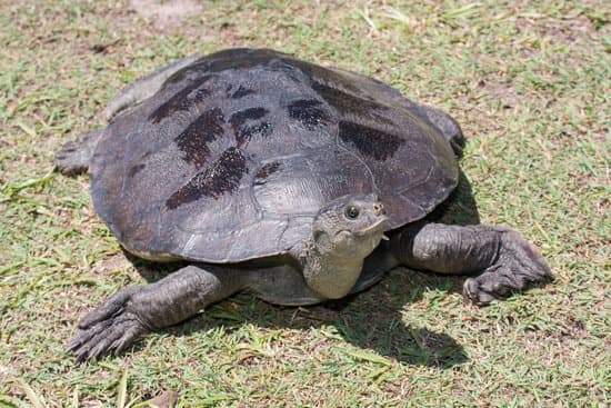 canva mary river turtle MADm1ehiFR4