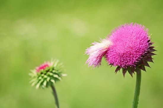 canva meadow thistle flower on blurred nature background MAD Q3nW8Xc