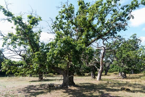 canva mighty old oak trees