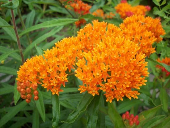 canva milkweed
