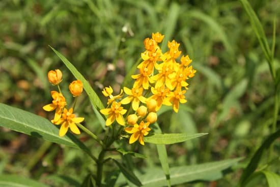 canva milkweed MADB6XpganU