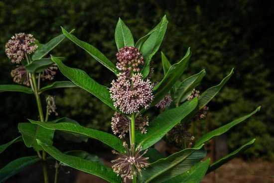 canva milkweed