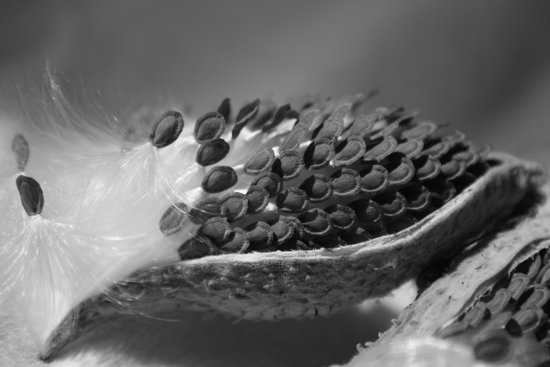 canva milkweed MADFuIy6YJI