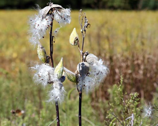 canva milkweed MADzu Pi36E