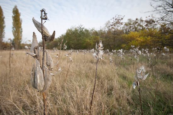 canva milkweed MAEE08PrILM