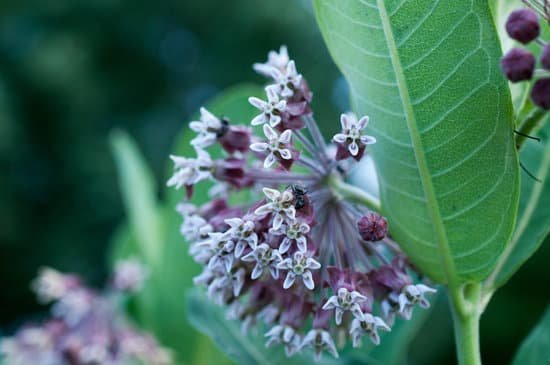 canva milkweed and ant MAC zGGmWKw