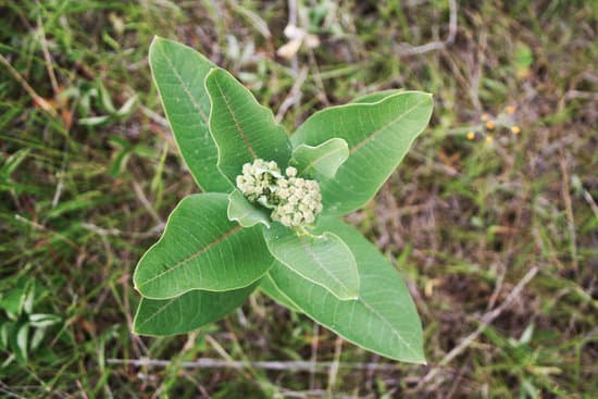 canva milkweed asclepias buds MAEEE3dO5eU