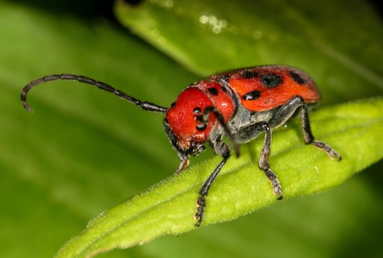 canva milkweed beetle MADFUdLo4JE